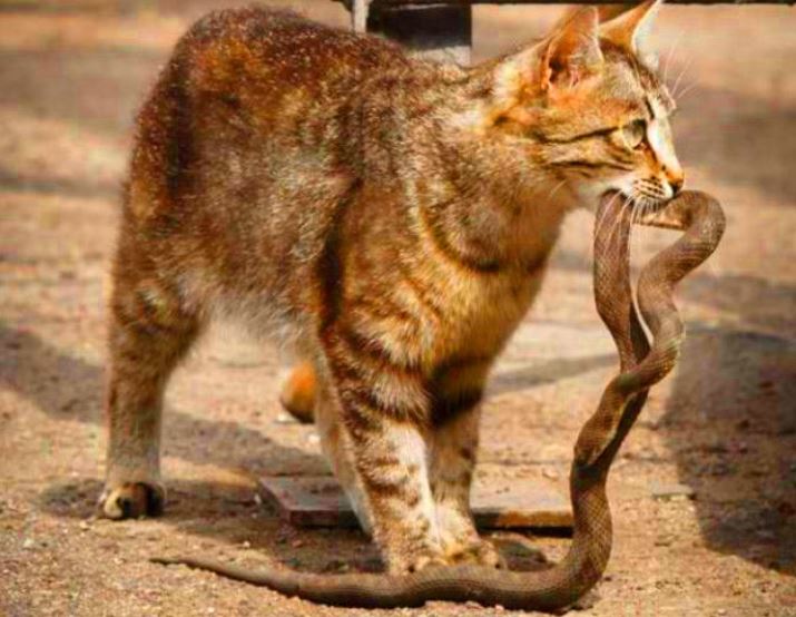 Rắn rất độc nhưng tại sao mèo lại không sợ, gặp lần nào tấn công lần đó