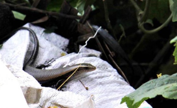 Con vật được xem như 'lộc trời cho', chui ra từ bụi rậm, nhìn không ai dám ăn nhưng lại là đặc sản có giá 350.000 đồng/kg