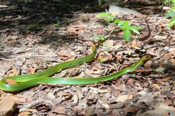 Loài vật vừa mới được phát hiện ở Việt Nam, chưa từng xuất hiện trên thế giới
