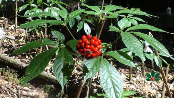 Loài cây đắt đỏ bậc nhất thế giới, chỉ có duy nhất ở Việt Nam