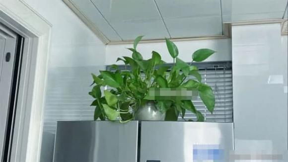 Đừng đặt 3 thứ này lên trên tủ lạnh, việc tiêu thụ điện là một chuyện mà còn ảnh hưởng chính đến tuổi thọ tủ lạnh