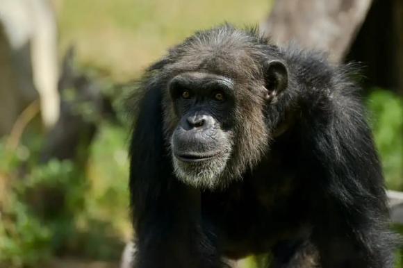 Ngoài con người, loài vật nào thông minh nhất hành tinh?