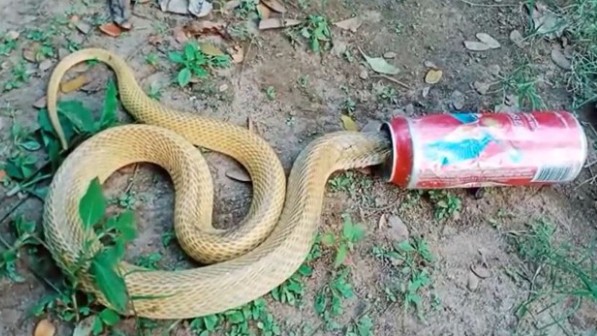 CLIP: Rắn hổ mang kẹt đầu trong lon bia và hành trình giải cứu đầy kịch tính