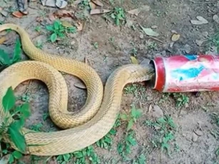 CLIP: Rắn hổ mang kẹt đầu trong lon bia và hành trình giải cứu đầy kịch tính