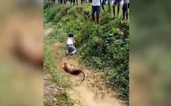 CLIP: Đến gần báo hoa mai chụp ảnh, người đàn ông suýt mất mạng vì hành động dại dột