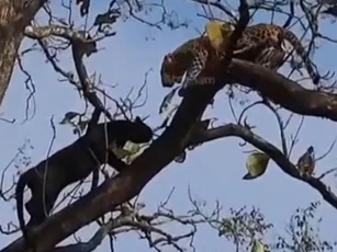 CLIP: Cuộc chạm trán kịch tính giữa báo đen và báo hoa mai, cái kết bất ngờ