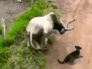 CLIP: Chó Pitbull hung hăng gây sự, nhận cái kết bị bò húc văng lên không trung