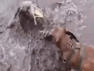 CLIP: Cuộc đối đầu nảy lửa giữa chó Pitbull và cá sấu, cái kết đầy bất ngờ