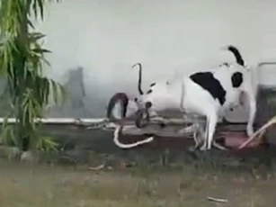 CLIP: Chó Pitbull anh dũng chiến đấu với rắn hổ mang, cứu mạng nhóm trẻ em đang chơi trong vườn