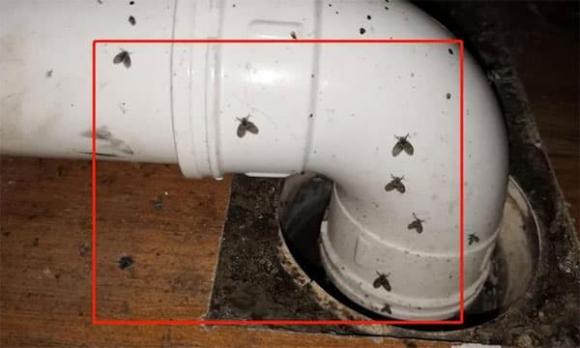 Hóa ra côn trùng bay nhỏ sợ nhất loại nước này! Đặt một cái bát ở nhà và tiêu diệt hết ngay lập tức