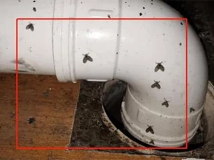 Hóa ra côn trùng bay nhỏ sợ nhất loại nước này! Đặt một cái bát ở nhà và tiêu diệt hết ngay lập tức