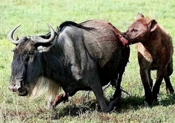 Bí mật hành vi đào hậu môn của động vật: Tại sao linh cẩu đốm lại đào hậu môn của động vật khác?