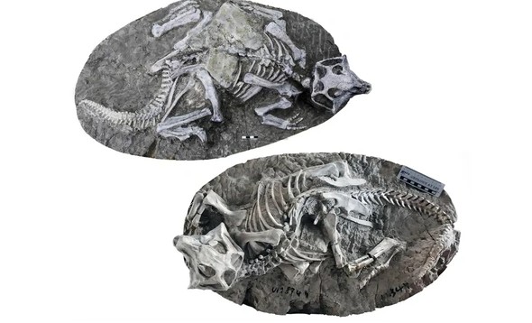 Sự thật về "mỏ vàng khủng long" hàng đầu thế giới ở Trung Quốc