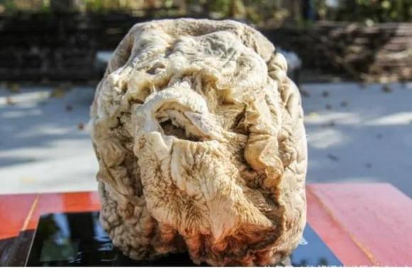 Loại nấm vô cùng quý hiếm, trước đây là cống phẩm cho nhà vua, có giá hàng nghìn tỷ đồng, đắt hơn vàng cả nghìn lần