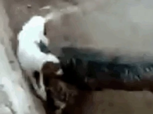 CLIP: Cuộc đối đầu kịch tính giữa chó Pitbull và lợn rừng, bất ngờ đến phút chót