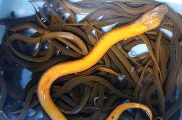 Tại sao rắn lại sợ lươn? Hé lộ khả năng đặc biệt của lươn