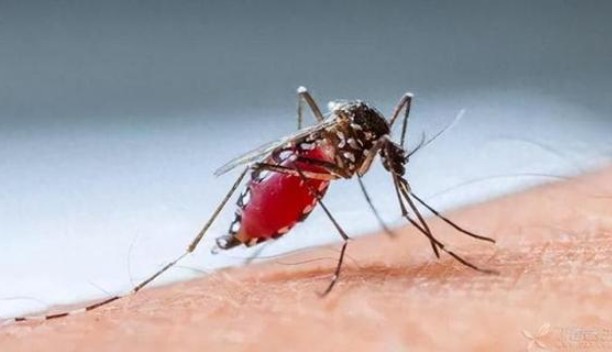 Quá trình hút máu của muỗi đáng sợ thế nào?
