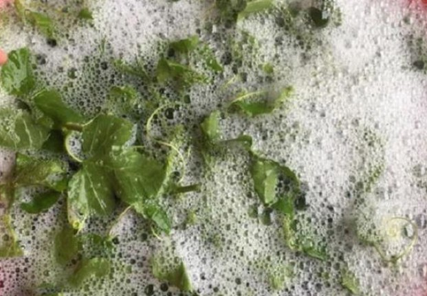 Loại rau khi rửa với nước tạo bọt như xà phòng, nhiều người nhìn đã 'hãi' nhưng là đặc sản đắt đỏ