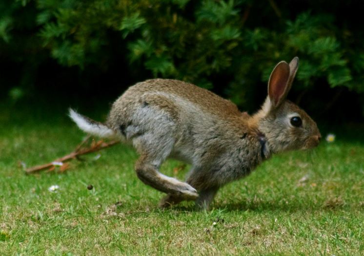 Top 8 loại động vật chạy nhanh nhất thế giới: Bất ngờ với vị trí của thỏ