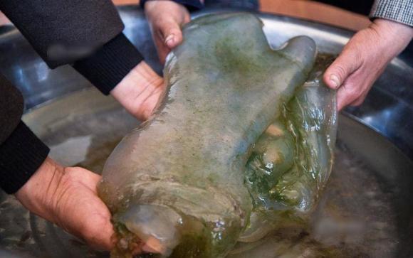 Vớ được khối bầy nhầy bẩn thỉu, người đàn ông không ngờ đây là báu vật 35 tỷ giúp mình đổi đời sau một đêm