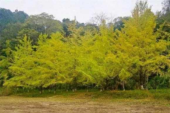 cây bạch quả, hoá thạch sống, Ginkgo biloba