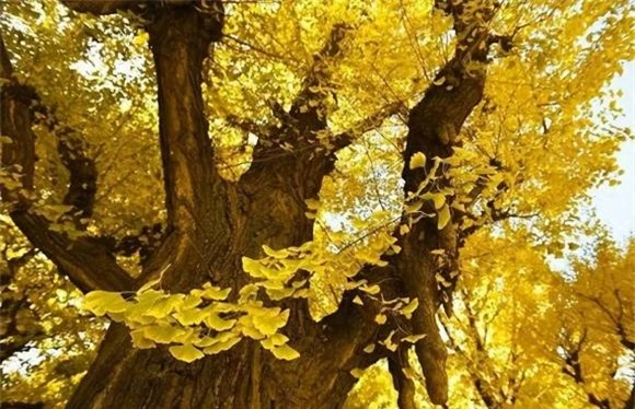 cây bạch quả, hoá thạch sống, Ginkgo biloba