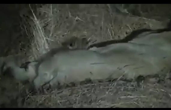 CLIP:  Khoảnh khắc hiếm có, sư tử cái chăm sóc báo con lạc mẹ
