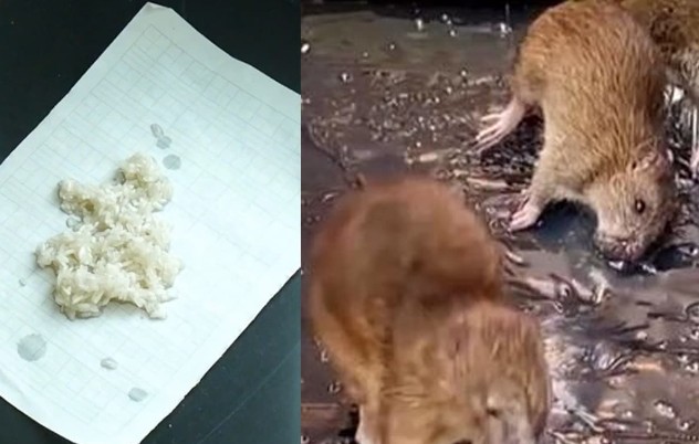 Đừng hoảng sợ nếu nhà bạn có chuột, tôi sẽ dạy bạn một phương pháp đơn giản để diệt từng con chuột một, an toàn và không độc hại