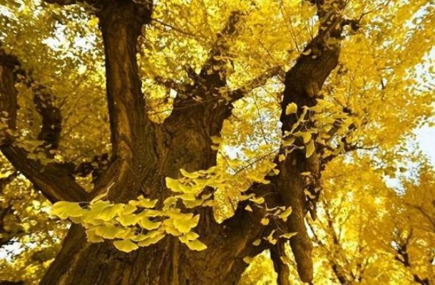 Tại sao loài cây được coi là hóa thạch sống này đang bị đột biến và trước nguy cơ tuyệt chủng?