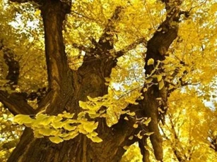 Tại sao loài cây được coi là hóa thạch sống này đang bị đột biến và trước nguy cơ tuyệt chủng?