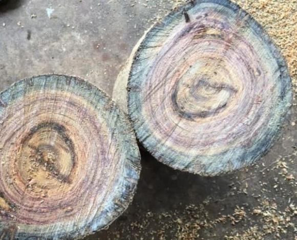 Loại gỗ quý nhưng 'vô sinh' từng được đồn đoán chữa khỏi bệnh ung thư, cả Việt Nam chỉ còn 162 cây, đó là gỗ gì?