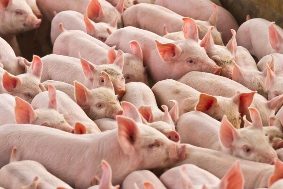 Giá heo hơi ngày 25/11/2024: Miền Bắc giảm thêm, miền Nam tăng nhẹ 