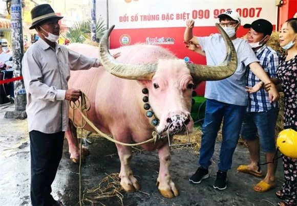 Con trâu, con trâu màu hồng