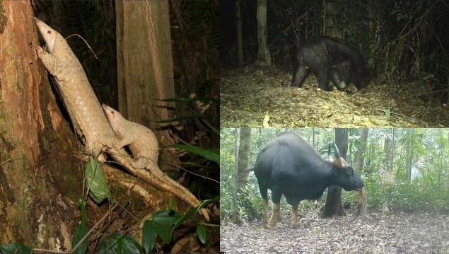 Việt Nam phát hiện nhiều thú quý hiếm, có loài đang nguy cấp, được thế giới truy lùng ráo riết