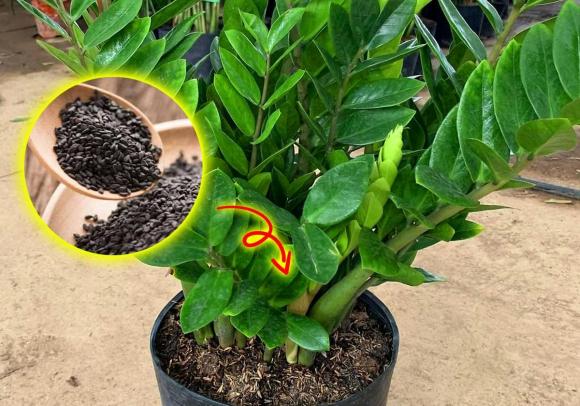 Muốn cây kim tiền phát tài, phát lộc? Đừng bỏ qua 5 bí quyết quan trọng này!