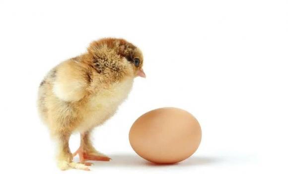 Sự thật được tiết lộ! Cái nào có trước, con gà hay quả trứng? Một câu hỏi khiến chúng ta bối rối hàng ngàn năm cuối cùng cũng có câu trả lời hoàn hảo!