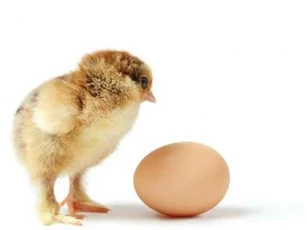 Sự thật được tiết lộ! Cái nào có trước, con gà hay quả trứng? Một câu hỏi khiến chúng ta bối rối hàng ngàn năm cuối cùng cũng có câu trả lời hoàn hảo!