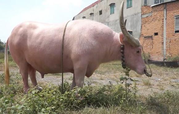 Con trâu hơn 35 năm tuổi có màu hồng độc nhất vô nhị tại Việt Nam, được trả 20 tỷ nhưng chủ nhân vẫn không bán