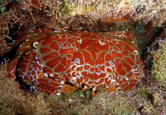 Một con cua có thể đầu độc 40.000 con chuột, tại sao cua lại độc? Chất độc đến từ đâu?