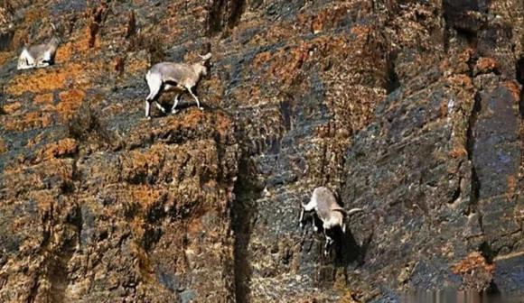 Dê trên cao nguyên Tây Tạng: Có thể nhảy và chạy trên vách đá dựng đứng, tại sao không bị rơi?