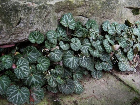 Nếu bạn gặp được cây cỏ trong kẽ đá này thì bạn là người may mắn, hãy trân trọng chúng!