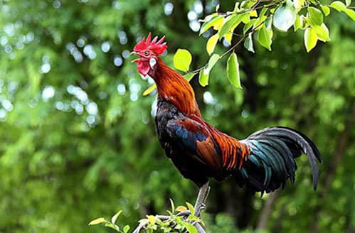 Tại sao gà mái bắt chước gà trống gáy lại là 'điềm xấu'? Bí ẩn lâu nay cuối cùng được tiết lộ!