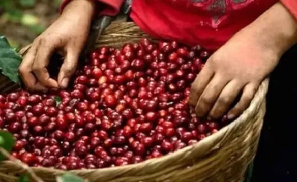 Giá cà phê thiết lập mức đỉnh mới