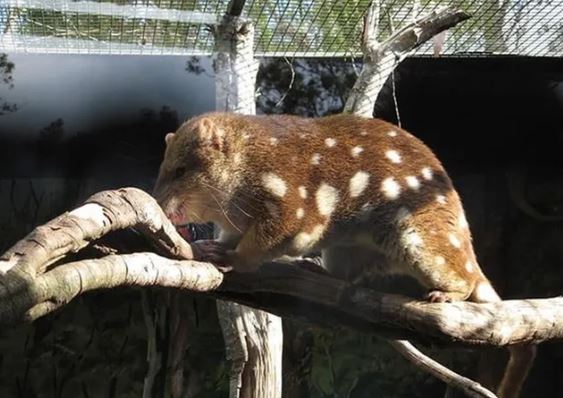 ‘Quái vật’ ngỡ tuyệt chủng 100 năm bỗng 'hồi sinh' kỳ lạ, vẻ ngoài khiến ai nhìn cũng bất ngờ
