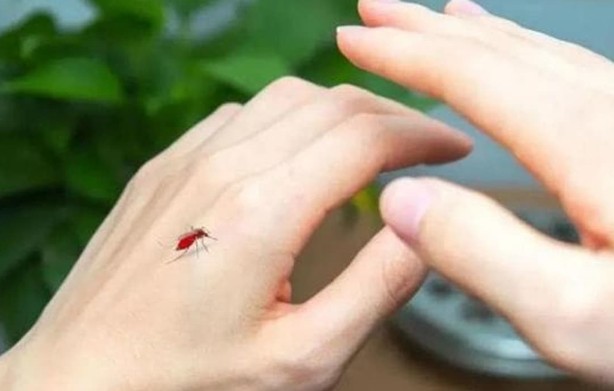 Muỗi sợ nhất cái này, chỉ cần bạn đặt một cái ở nhà, thì dù không đốt nhang muỗi cũng không thấy một con muỗi nào