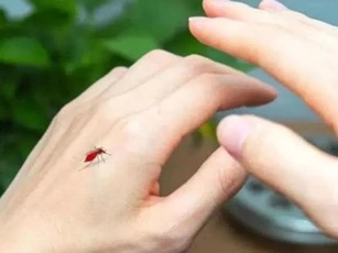 Muỗi sợ nhất cái này, chỉ cần bạn đặt một cái ở nhà, thì dù không đốt nhang muỗi cũng không thấy một con muỗi nào