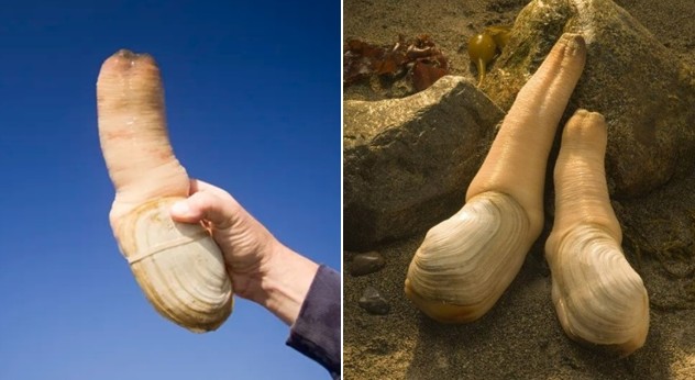 Bí ẩn về loài sinh vật có hình dạng giống 'cậu nhỏ', có thể sống lâu hơn con người