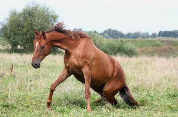 Tại sao ngựa ngủ đứng cả ngày lẫn đêm thay vì nằm? Đọc xong tôi có thêm kiến ​​thức