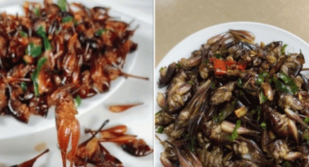 Loại tôm sống trong hốc cây ở rừng, giá 500 nghìn/1kg, người thành phố đua nhau săn lùng để mua