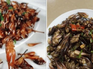 Loại tôm sống trong hốc cây ở rừng, giá 500 nghìn/1kg, người thành phố đua nhau săn lùng để mua